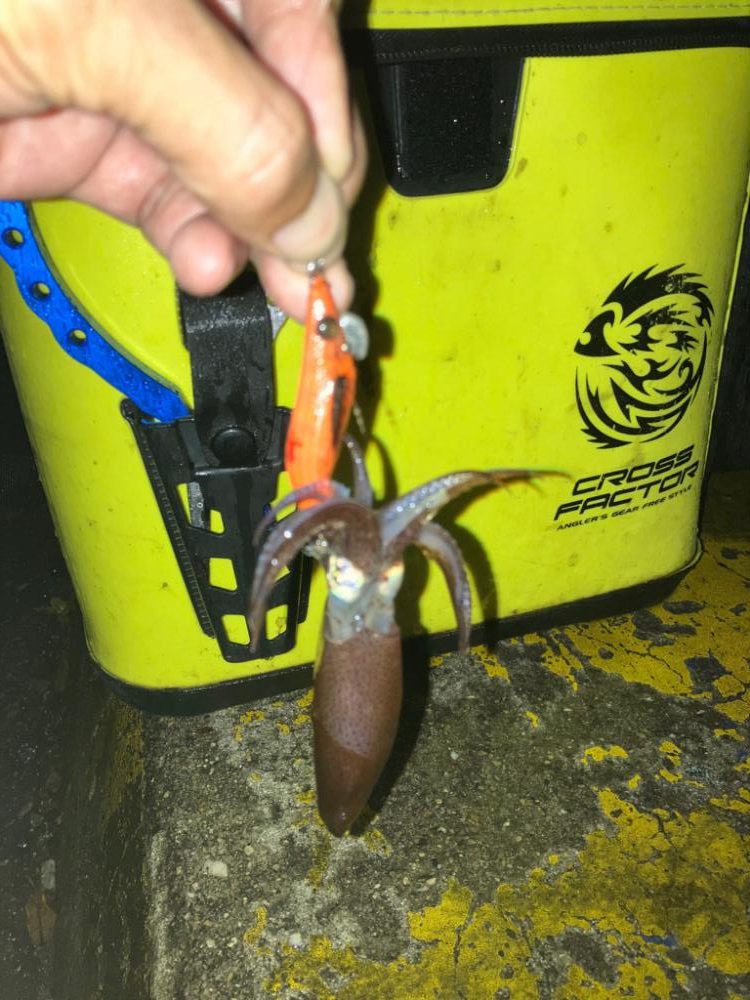 ヒイカは数釣りが面白い(^^)v