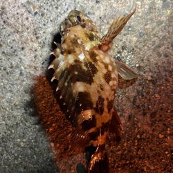 冬の朝の四日市ライトゲーム