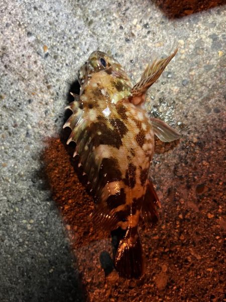 冬の朝の四日市ライトゲーム