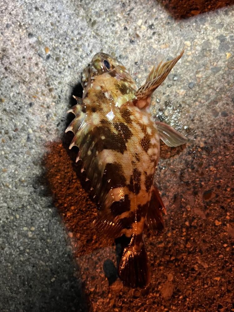 冬の朝の四日市ライトゲーム