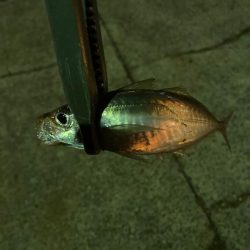 寒くてもアジは元気