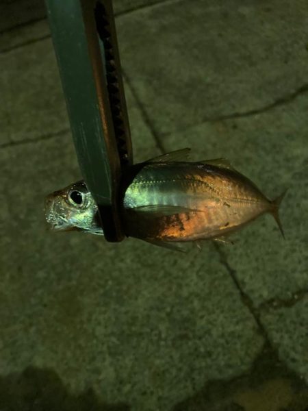 寒くてもアジは元気