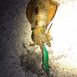 【姫路〜淡路島】大物小物両狙いプラン