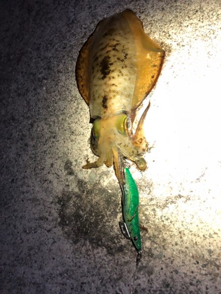 【姫路〜淡路島】大物小物両狙いプラン