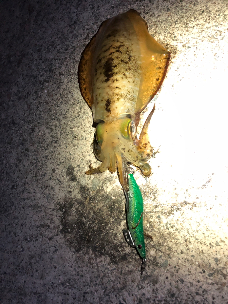 【姫路〜淡路島】大物小物両狙いプラン