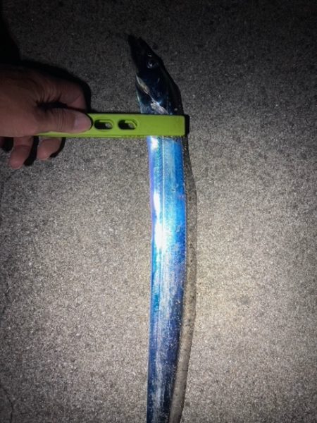 アジング、メバリング