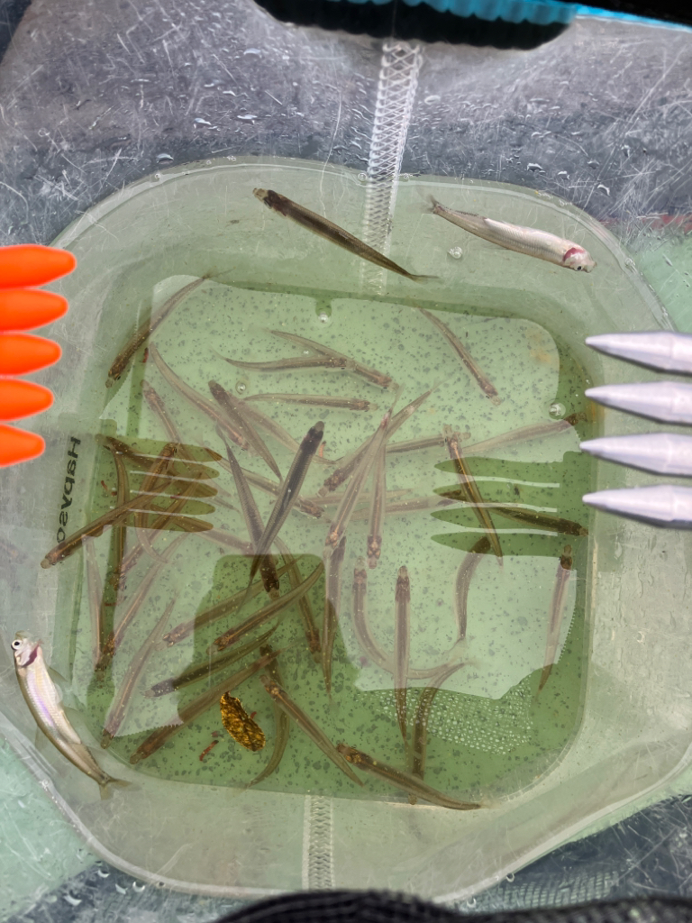 小さい群がポツポツと