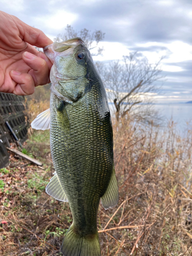 北湖のエビ好きバス