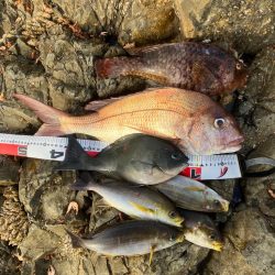 沖磯でグレ釣り転じて五目釣り