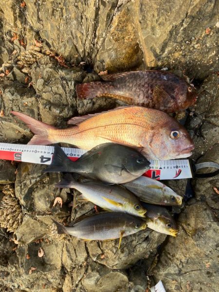 沖磯でグレ釣り転じて五目釣り