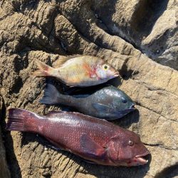 沖磯でフカセ釣り