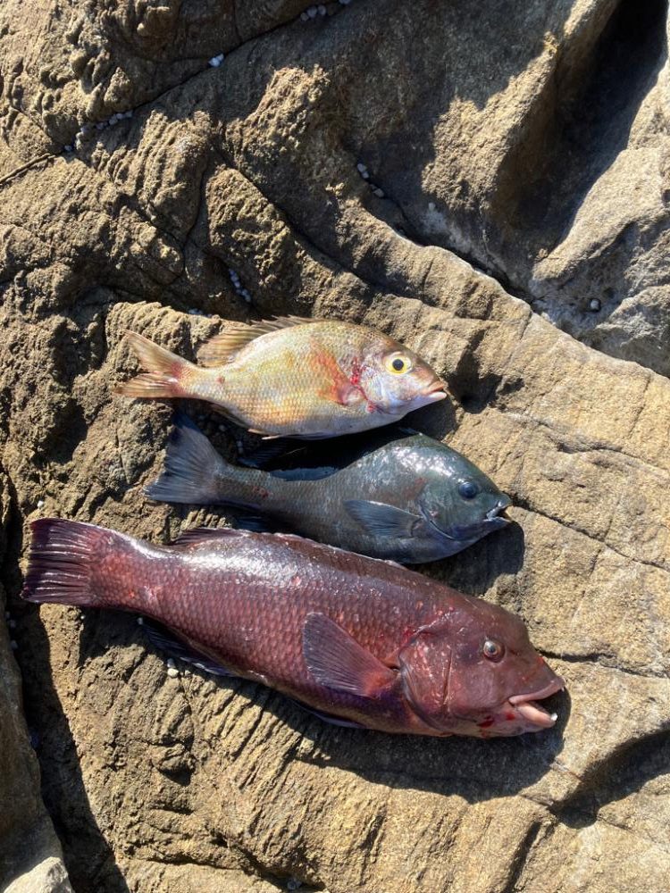 沖磯でフカセ釣り