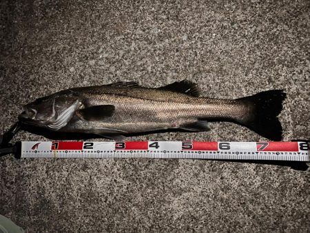 年末釣行ほぼランカー捕獲！