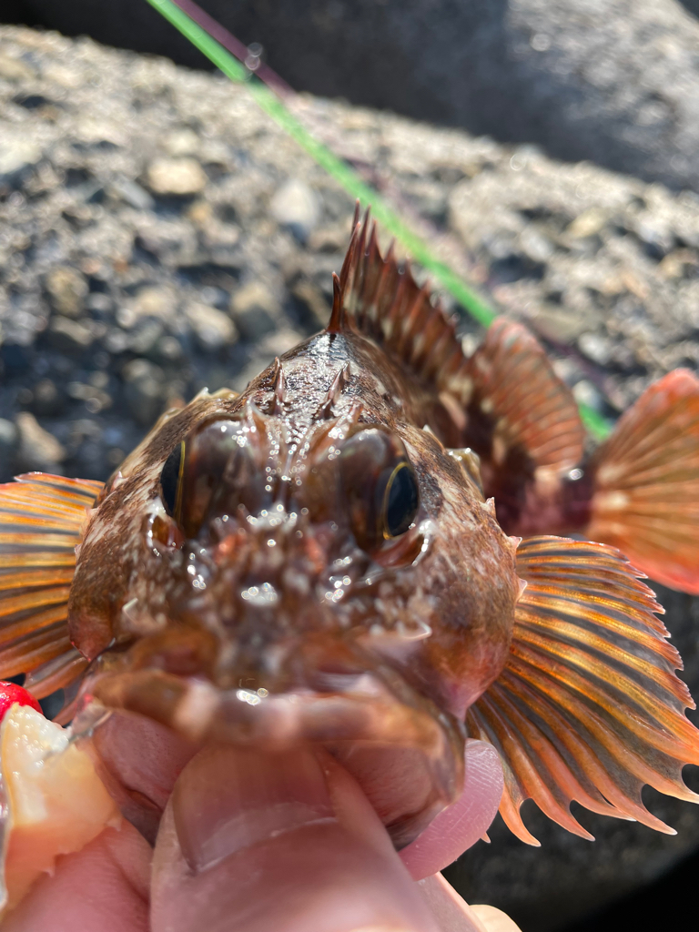 帰ってきた穴釣り
