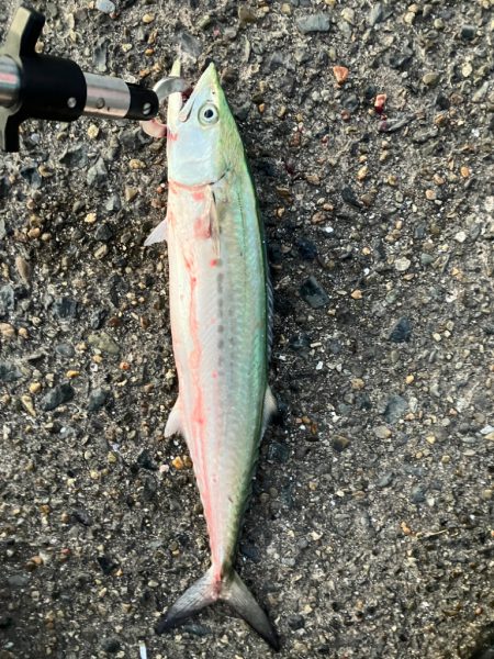 サゴシのノマセ釣り