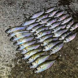 無限ではなかった豆ラッシュ