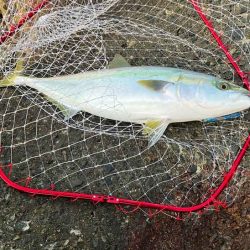 ビッグバッカーHWさえ投げてれば青物釣れる！