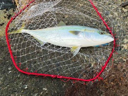 ビッグバッカーHWさえ投げてれば青物釣れる…