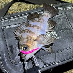 姫路でメバリング調査!渋いなりにワームの特定カラーで激反応!