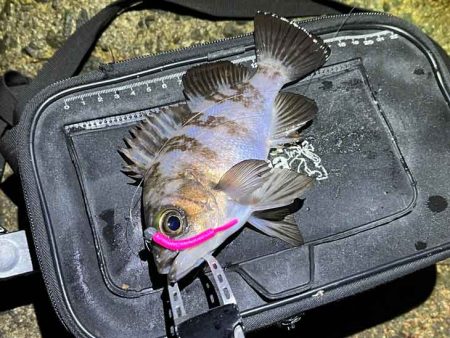 姫路でメバリング調査!渋いなりにワームの特定カラーで激反応!