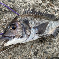 初冬でもチヌは気軽に狙える