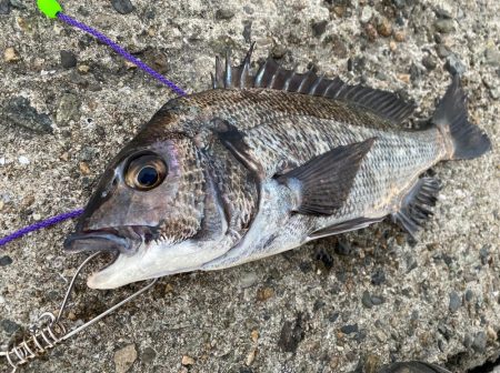 初冬でもチヌは気軽に狙える