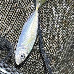 アジン入れ食い!からの沈黙!!