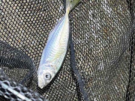 アジン入れ食い!からの沈黙!!