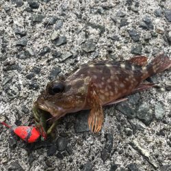 ブラクリ&ガルプ　クラビー2インチでガシラ釣り