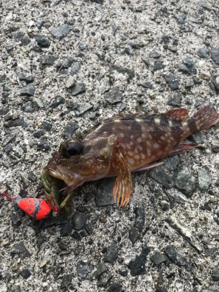 ブラクリ&ガルプ　クラビー2インチでガシラ釣り