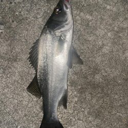 久しぶりのメバリング