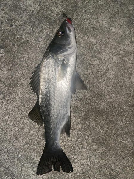 久しぶりのメバリング