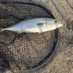 強風飲ませ釣り（ニョキニョキ）