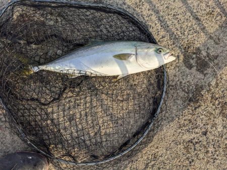 強風飲ませ釣り（ニョキニョキ）