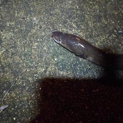 寒い、渋い夜釣り