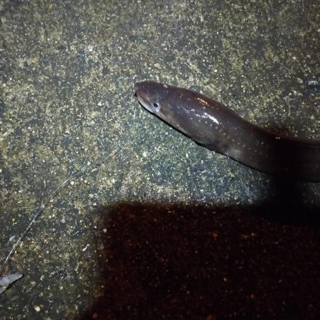 寒い、渋い夜釣り