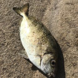 白浜の見草地磯でグレ10匹GET