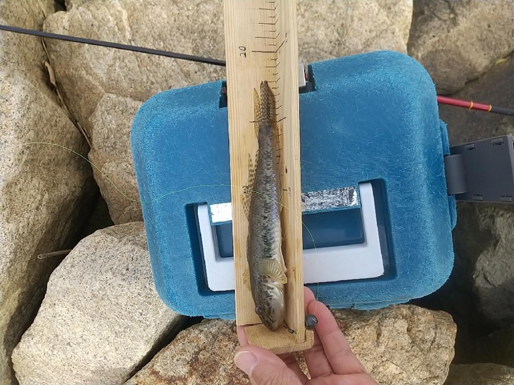 淀川ハゼ～20cmは釣れてるんだけどね…