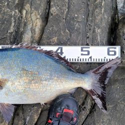 和歌山県釣連盟の俱楽部対抗に参加してきました