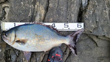 和歌山県釣連盟の俱楽部対抗に参加してきまし…