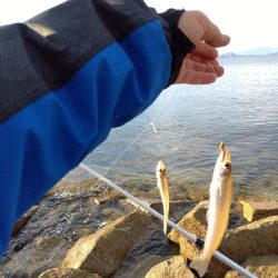 苅屋海岸のキス釣り
