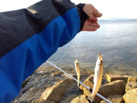苅屋海岸のキス釣り