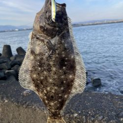 ヒラメ釣れました