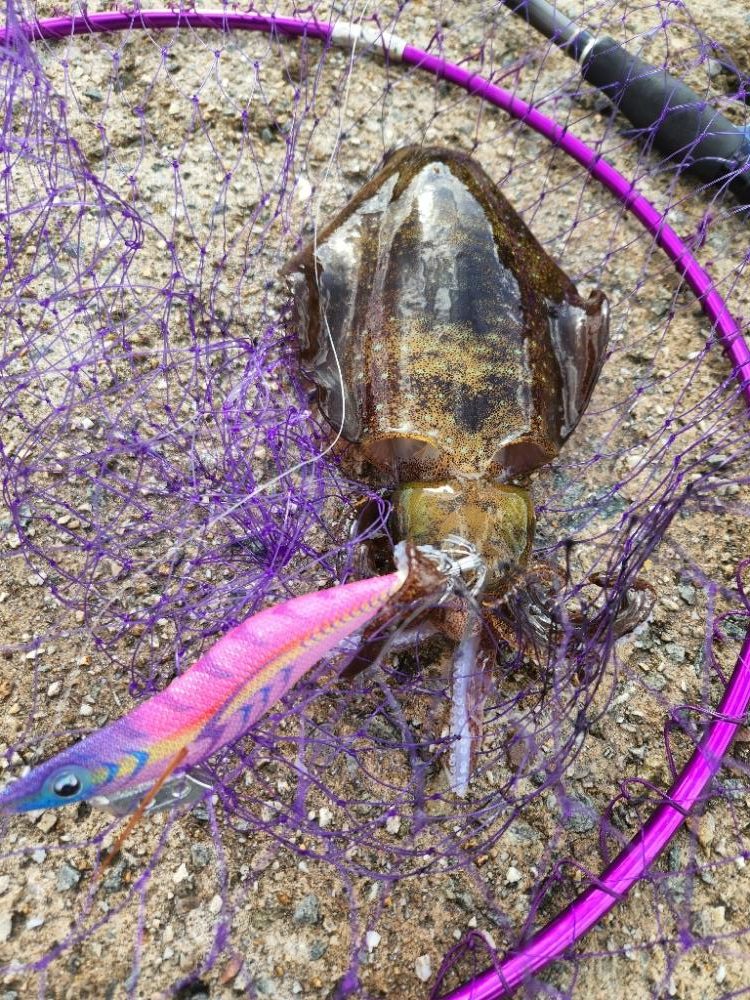 哀しみ本線日本海