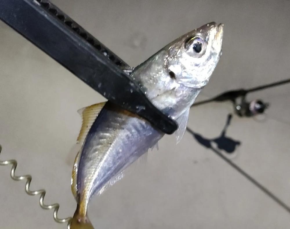 家近のアジも少しづつサイズアップ