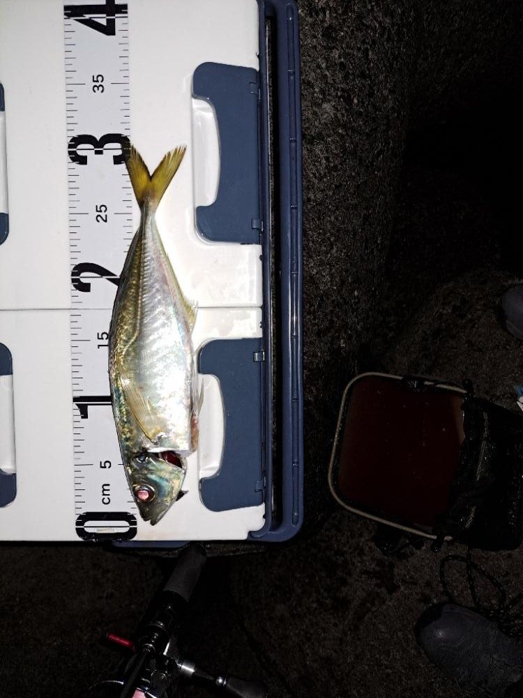 久しぶりのでかアジ