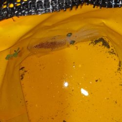 気温も釣果も寒すぎ…