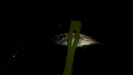 寒くてなってから3日目