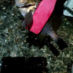 イブにメバルに会いに行きましょう