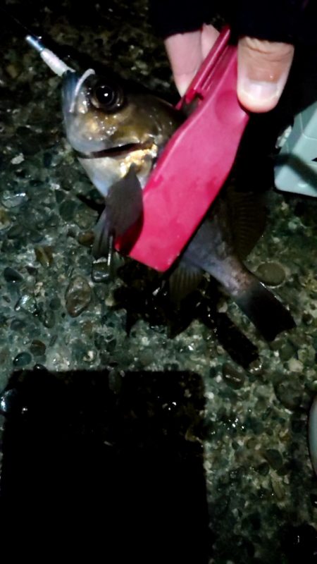 イブにメバルに会いに行きましょう